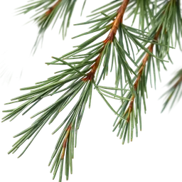 Perfumes with pine needles