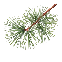 Perfumes with Pine Tree Needles
