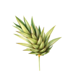 Ananas Yaprağı notası olan parfümler