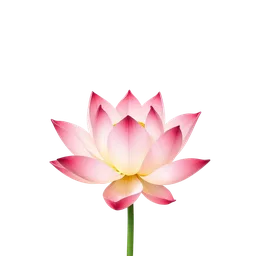 Perfumes with Pink Lotus