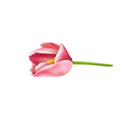 pembe lale notası olan parfümler