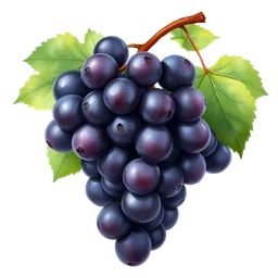 Pinot Noir üzümleri notası olan parfümler