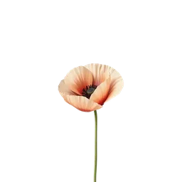 Perfumes with Poppy