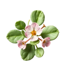 Portulaca veya Pigweed notası olan parfümler