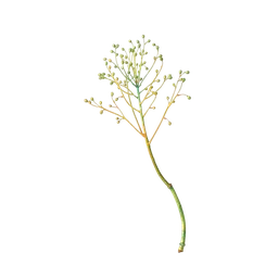 Posidonia notası olan parfümler