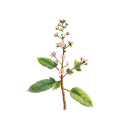 Perfumes with Prunella