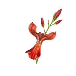 Perfumes with Red Freesia