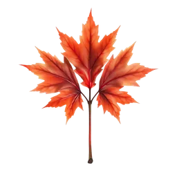 Perfumes with Red Maple