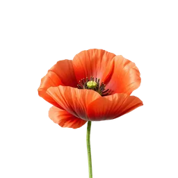 Perfumes with red poppy