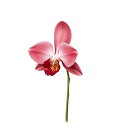 Perfumes with Red Vanill-Orchid