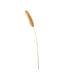 Perfumes with Reed