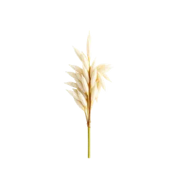 Perfumes with Rice Basmati