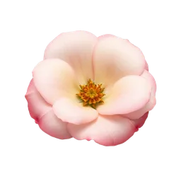 Perfumes with rose petals