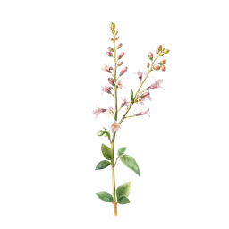 Perfumes with rosebay willowherb