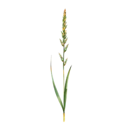 Perfumes with Sabah Snake Grass