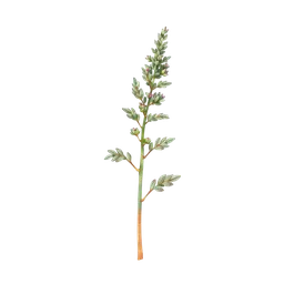 Perfumes with Sage