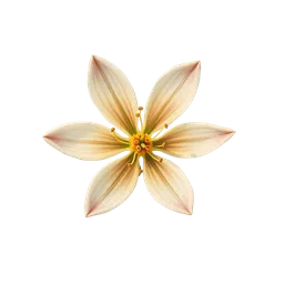 Perfumes with Sandalwood Flower