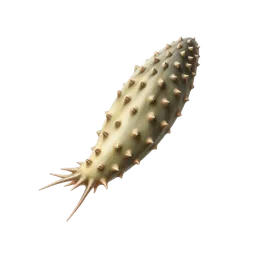 Perfumes with Sea cucumber