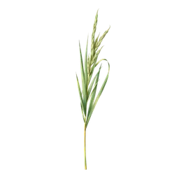 Perfumes with seagrass