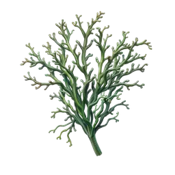 Perfumes with Seaweed