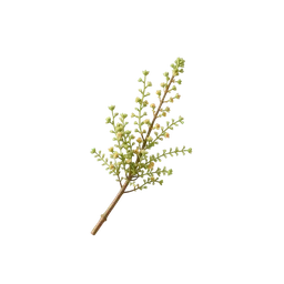 Selaginella tamariscina notası olan parfümler