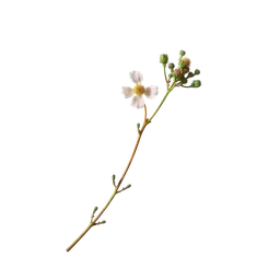 Senecio notası olan parfümler