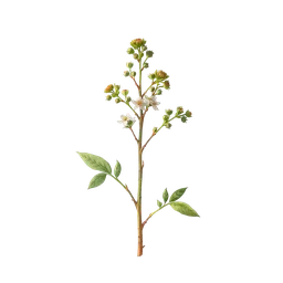 Perfumes with Sideritis, Mountain Tea