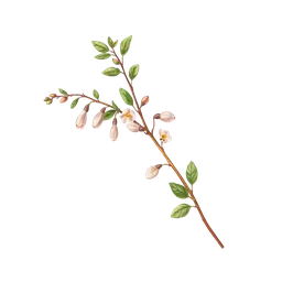 Perfumes with Silk Vine or Milk Broom