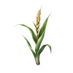 Perfumes with Snake Plant
