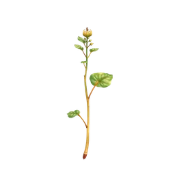 Perfumes with Snakeroot