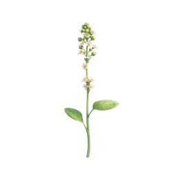 Perfumes with Soapwort