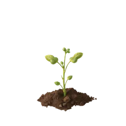 Perfumes with Soil Tincture