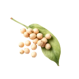 Perfumes with Soybean