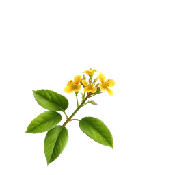 St John's Wort notası olan parfümler