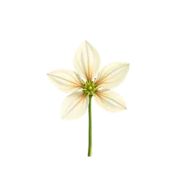 Perfumes with Starflower