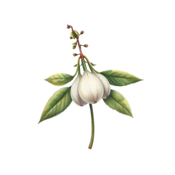 Perfumes with steam accord