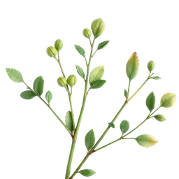 Perfumes with Stems Greens