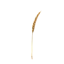 Perfumes with Straw