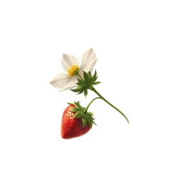 Perfumes with Strawberry Flower
