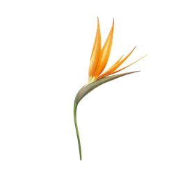 Perfumes with Strelitzia