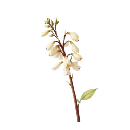 Sığla (Styrax) notası olan parfümler