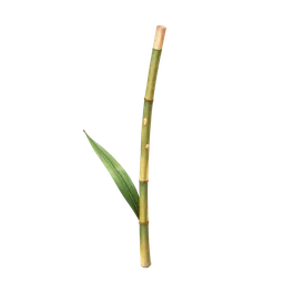 Perfumes with Sugar Cane