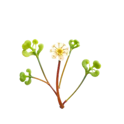 Perfumes with Sundew