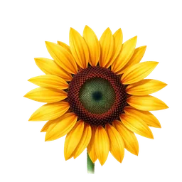Perfumes with sunflower