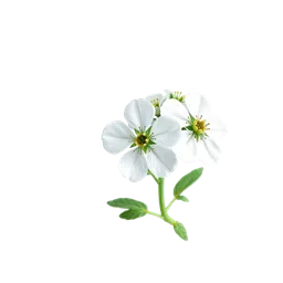 Tatlı Alyssum notası olan parfümler