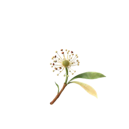 Perfumes with Tanghulu