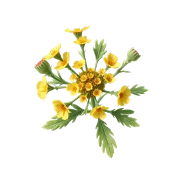 Perfumes with Tansy