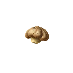 Perfumes with Truffle