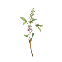 Tulsi notası olan parfümler