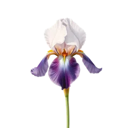Perfumes with Tuscan Iris